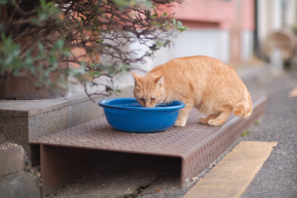 Los 7 mejores bebederos para gatos en 2026