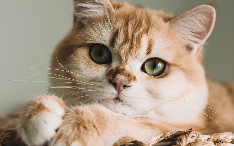 ¿Cuanta agua debe beber tu gato al dia? La guia definitiva