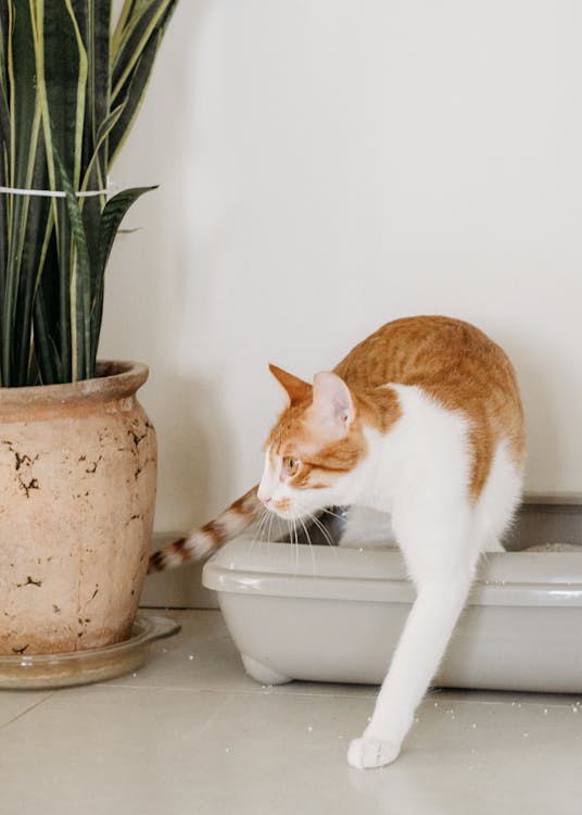 Cristales en la orina del gato: causas, síntomas y cómo prevenirlos