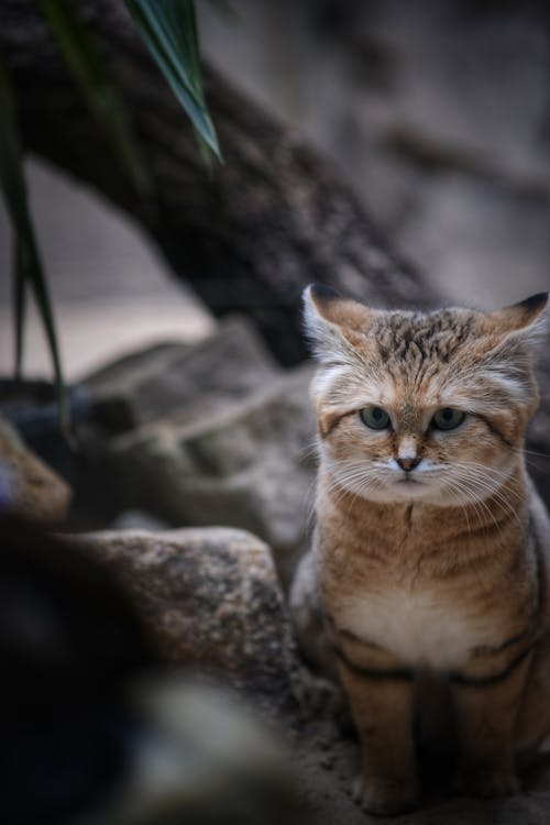 Por qué los gatos no sienten sed: la herencia del desierto que pone en riesgo a tu gato