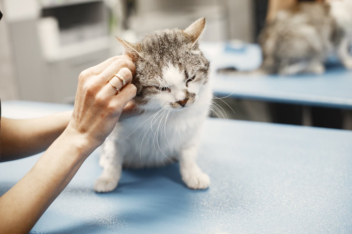 Los riñones de tu gato: lo que el veterinario no te cuenta en consulta