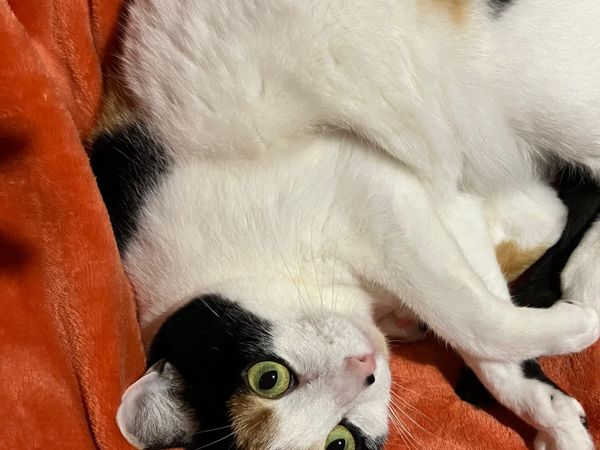 Bonnie, gata tricolor tumbada cómodamente