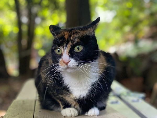Chiña, gata descansando en casa