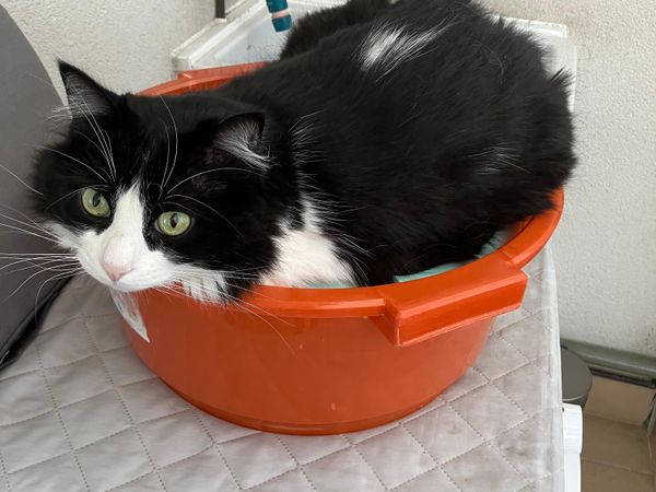 Kira, gata blanca y negra de pelo largo