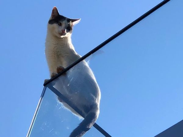Lacky, gato disfrutando de su día