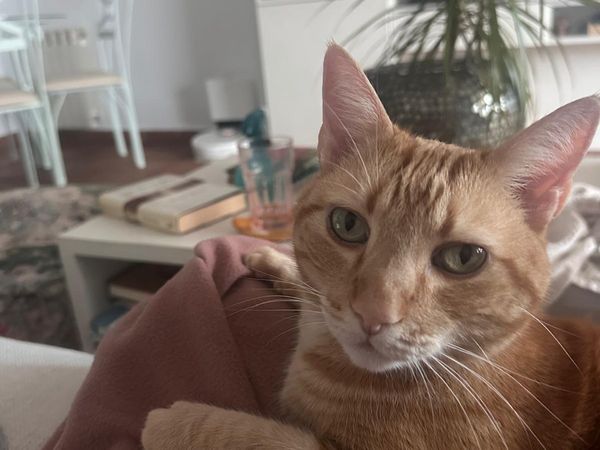 Listo, gato senior disfrutando de la vida