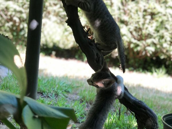 Michi, gato joven lleno de energía