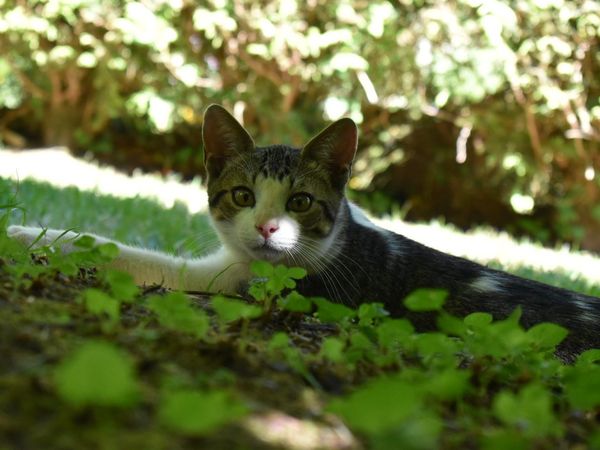 Rob, gato adulto relajado