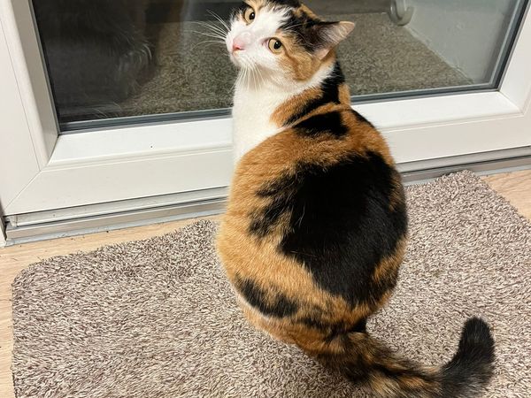 Sushi, gata carey mirando con curiosidad