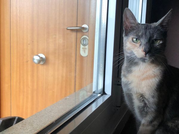 Tabby, gato atigrado descansando